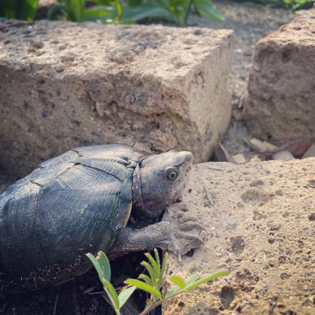 ポートフォリオ