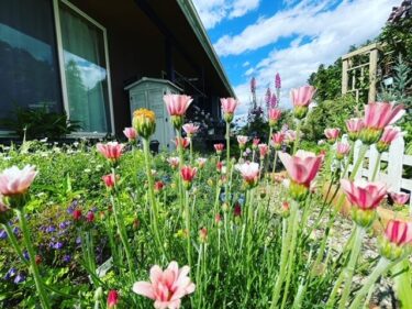 【3月のガーデニング】シーズン到来！お庭を彩るおすすめの花苗と種の紹介