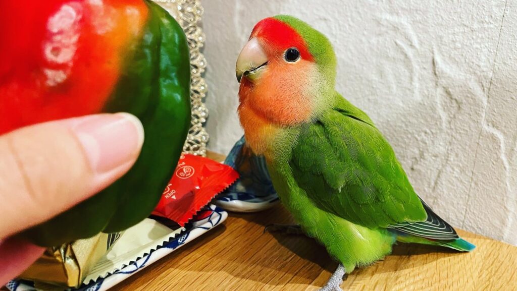 ポートフォリオ